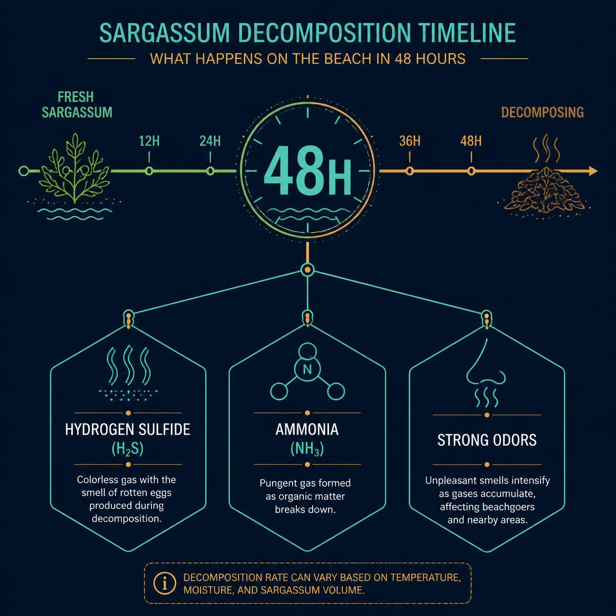 48-hour sargassum decomposition timeline showing hydrogen sulfide, ammonia and strong odor emissions